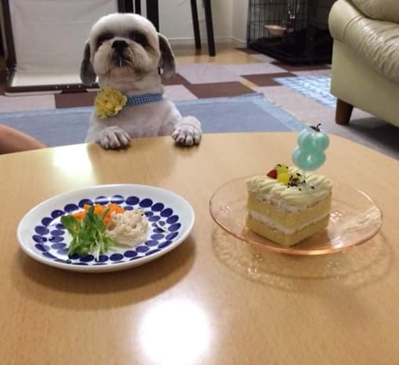 ✨シンデレラワンコ🐶シーズーの小太郎くん💕